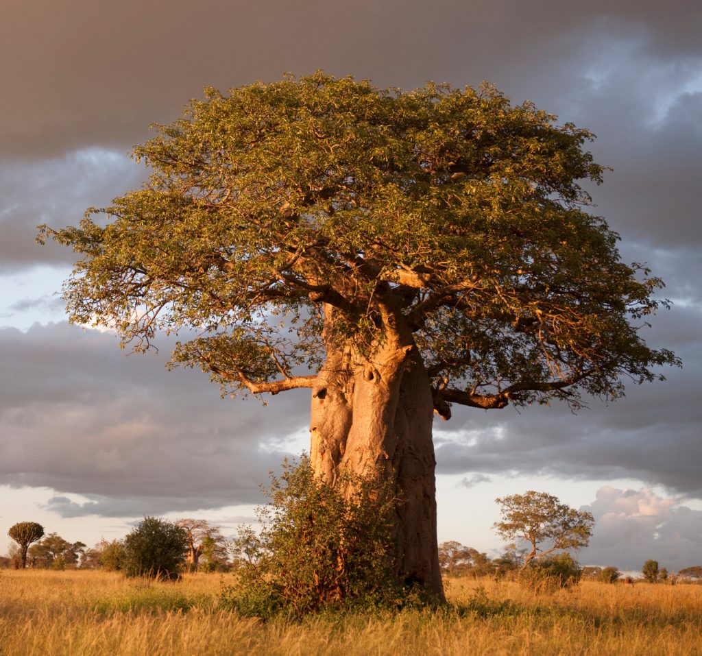 Rare Baobab Tree Mature (3 Years Old) Sapling Live Plant - Image 2