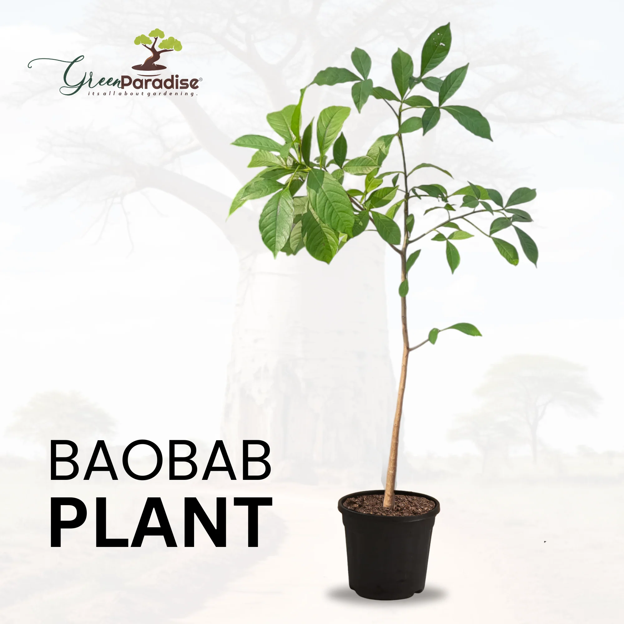 Rare Baobab Tree Mature (3 Years Old) Sapling Live Plant - Image 3
