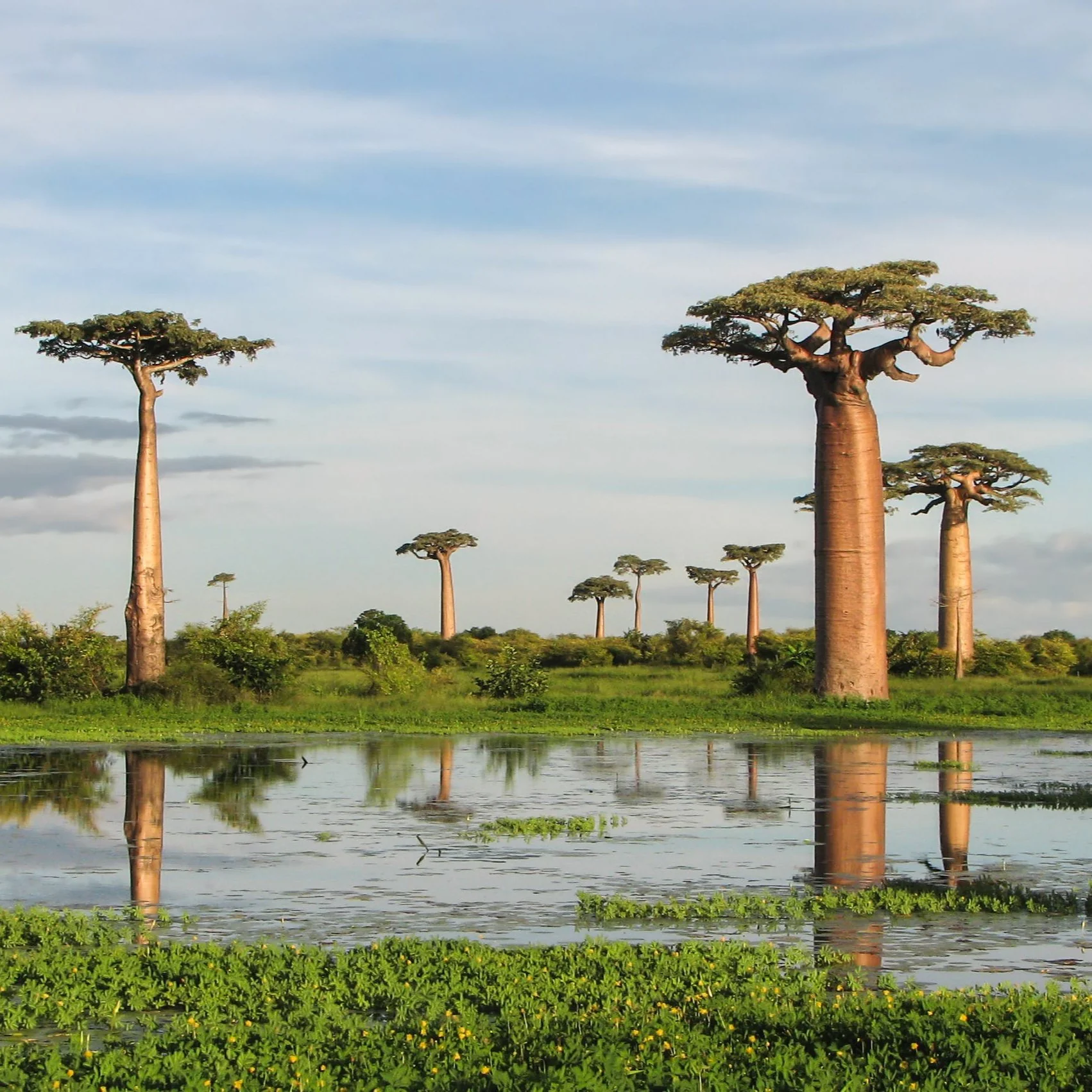 Rare Baobab tree Kalpvriksh choramlo Live Healthy Plant - Image 2