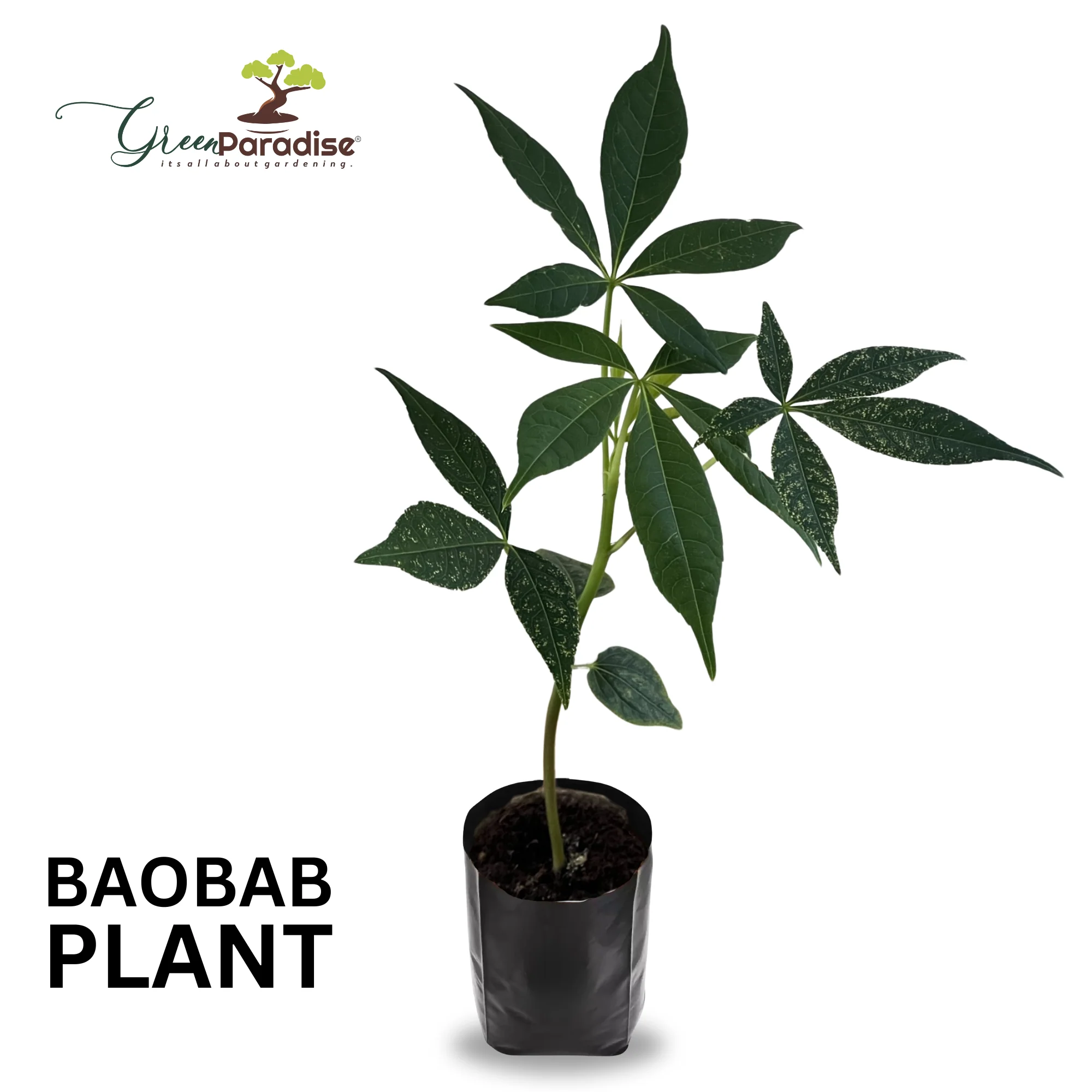 Rare Baobab tree Kalpvriksh choramlo Live Healthy Plant - Image 4