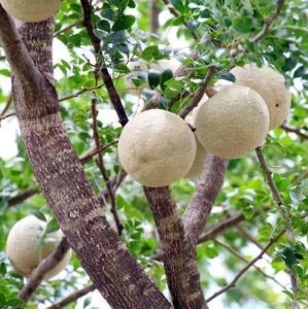 Rare Grafted Sweet Bael Limonia acidissima chocolate Wood Apple Grafted Fruit Live Plant Suitable for bonsai - Image 2