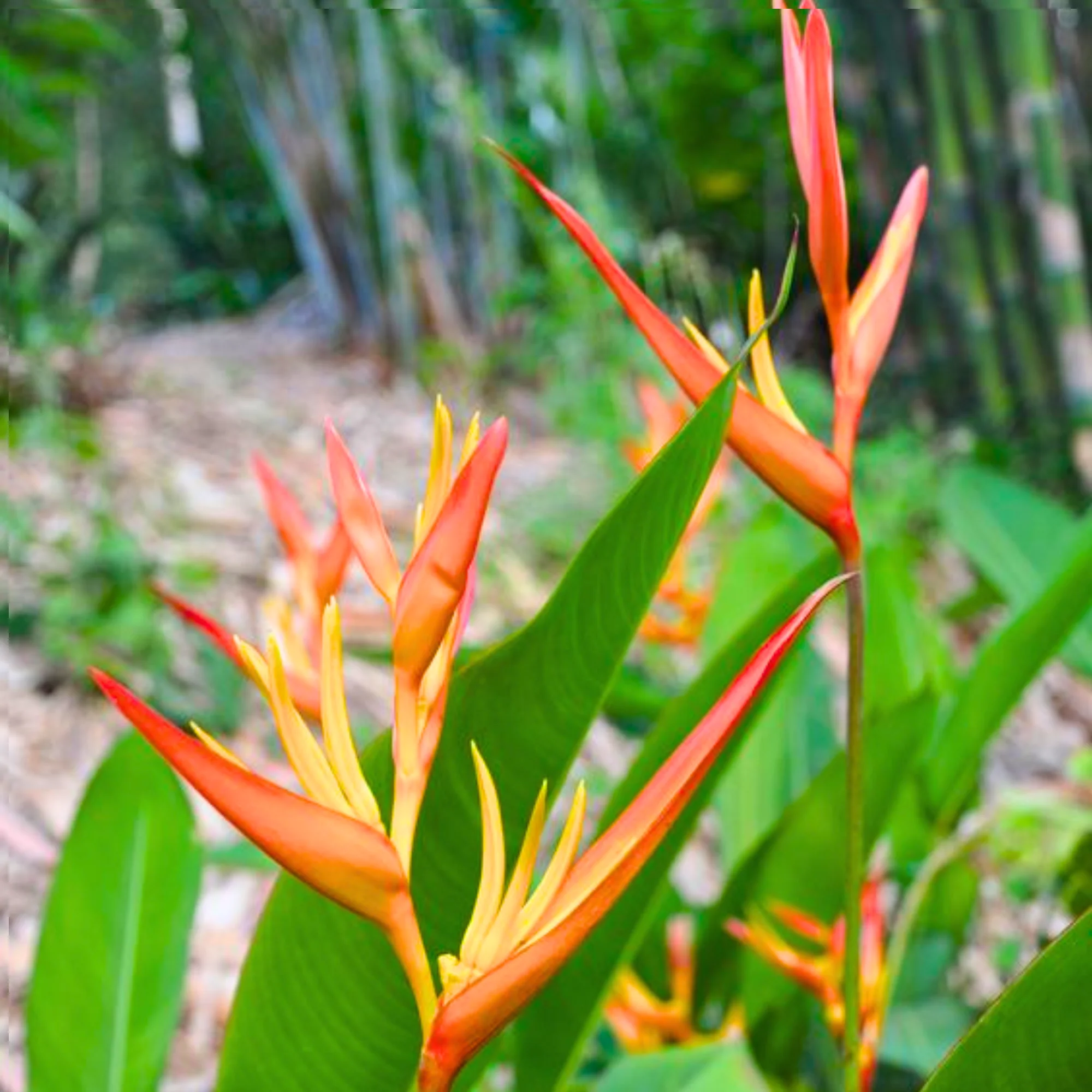 Rare Heliconia Wagneriana Live Plant Heliconia psittacorum Live Plant - Image 3