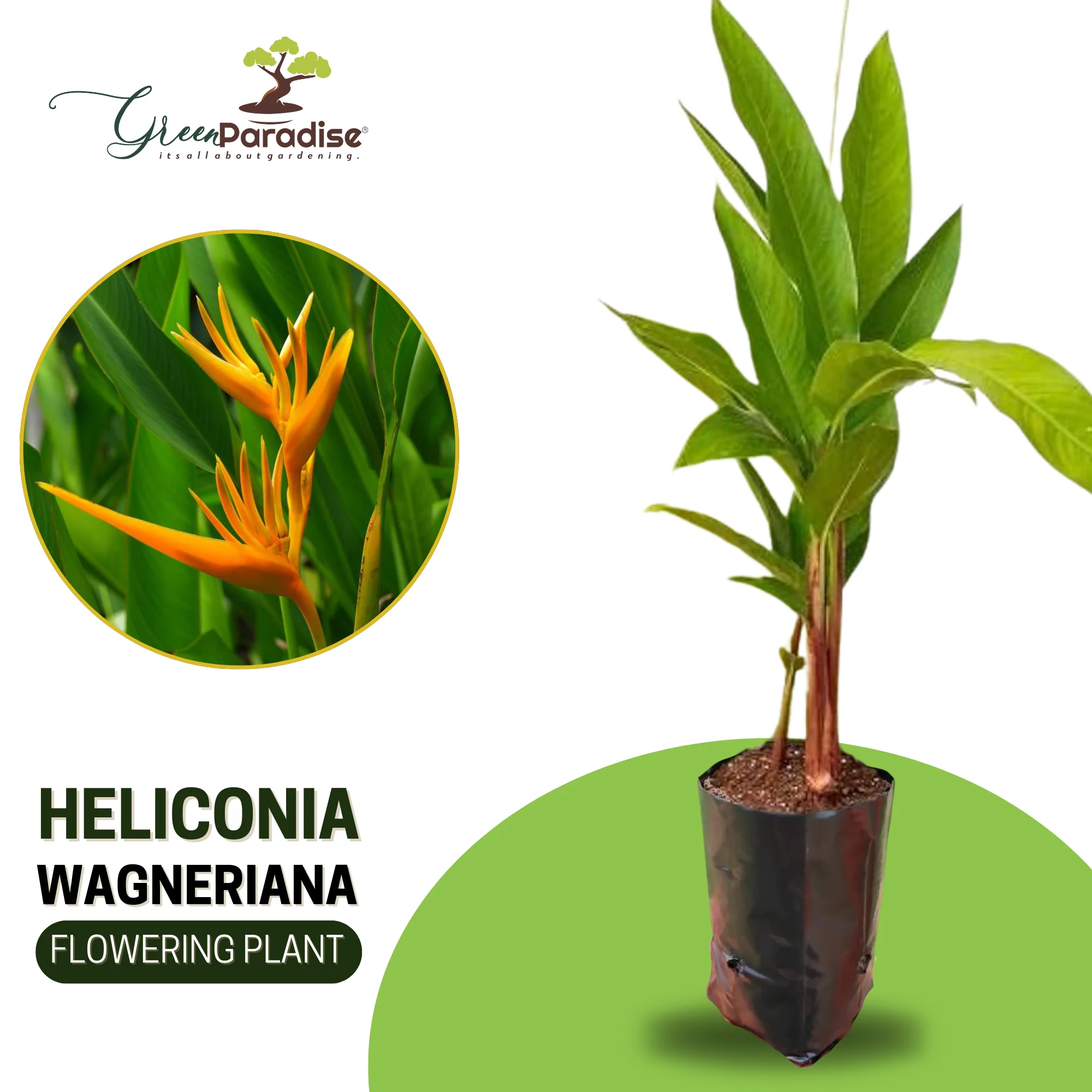 Rare Heliconia Wagneriana Live Plant Heliconia psittacorum Live Plant - Image 4
