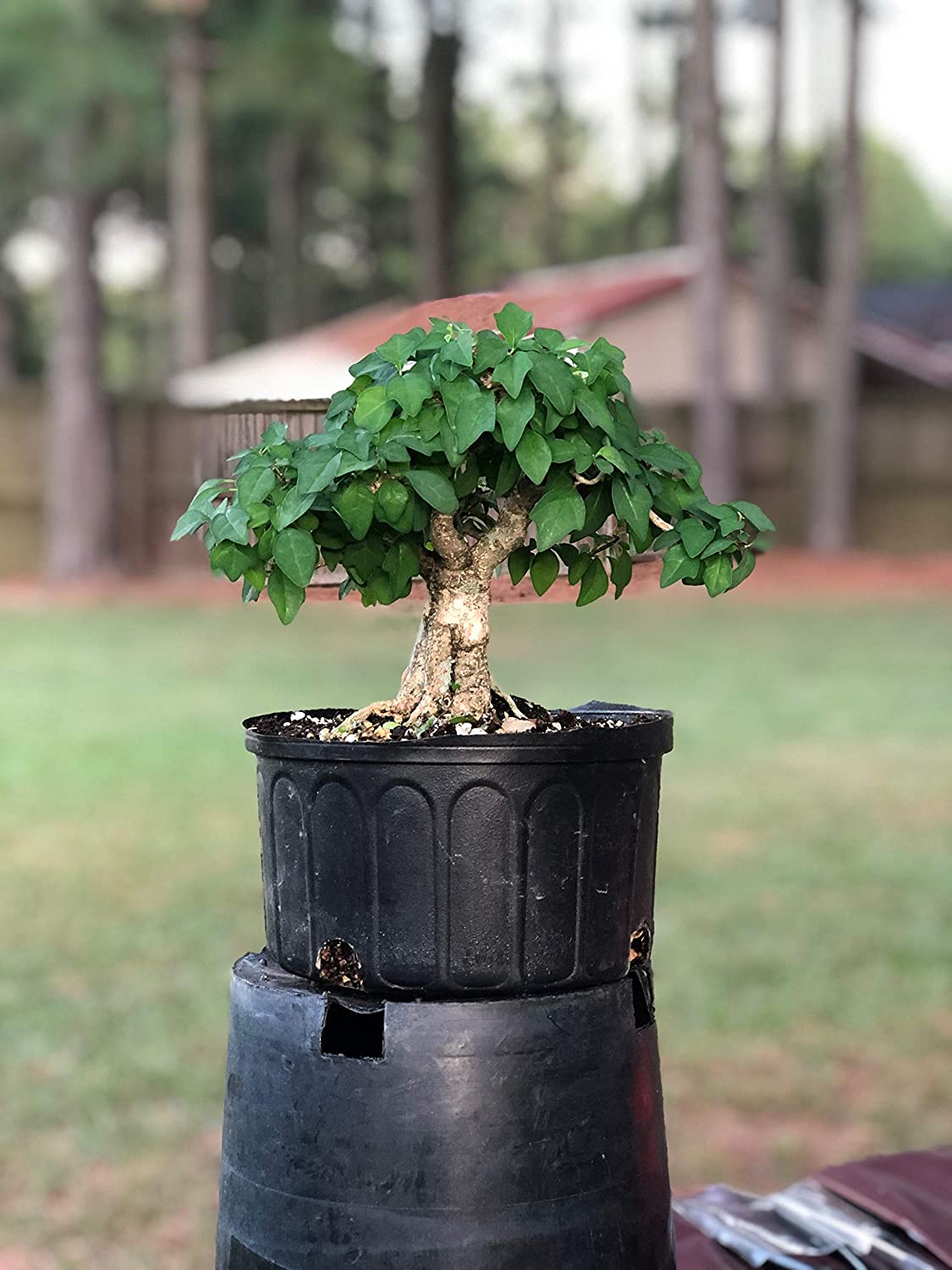 Rare Mini gmelina philippensis Live Healthy Sapling for Bonsai and Flowering Shrub - Image 2
