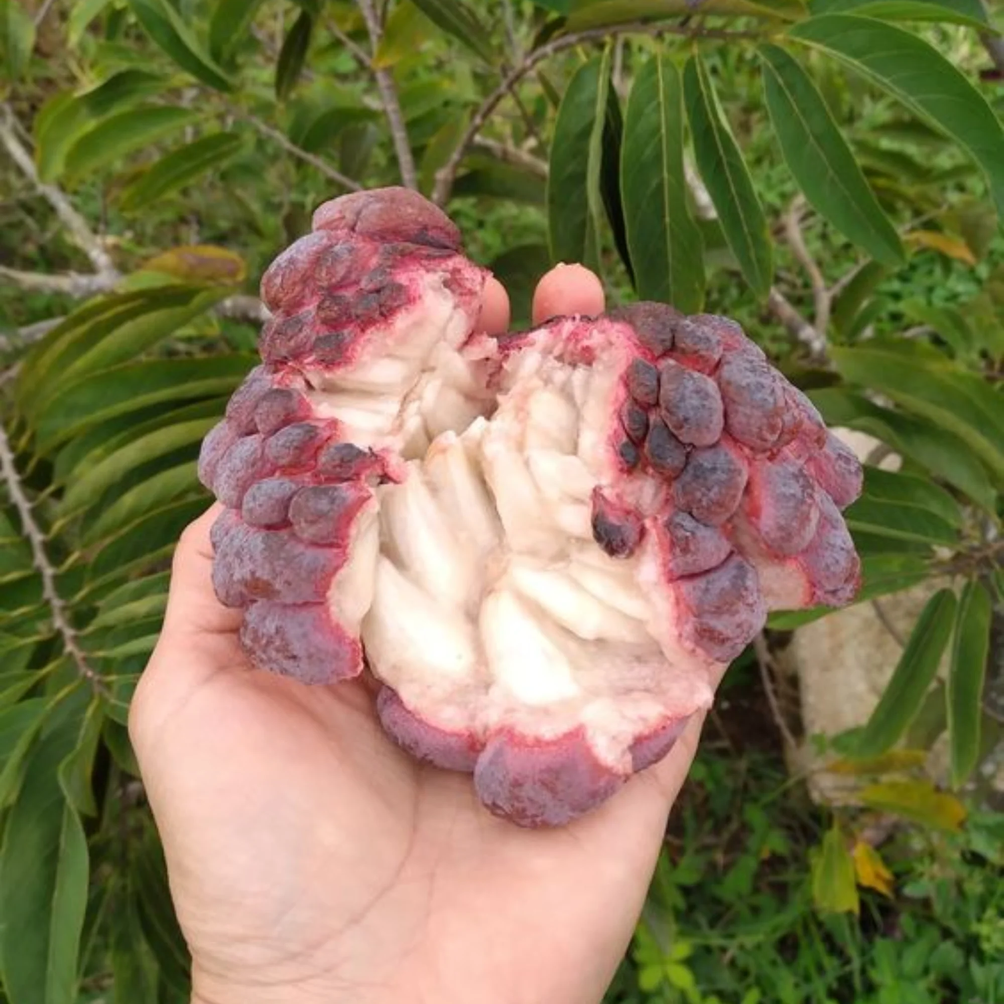 Rare Sugar Applec apple Live Grafted plant - Image 3