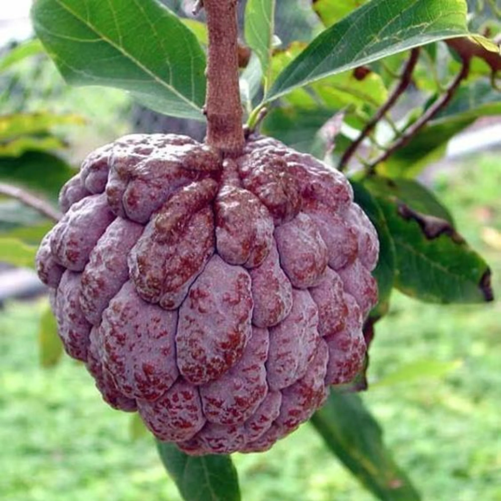 Rare Sugar Applec apple Live Grafted plant - Image 4