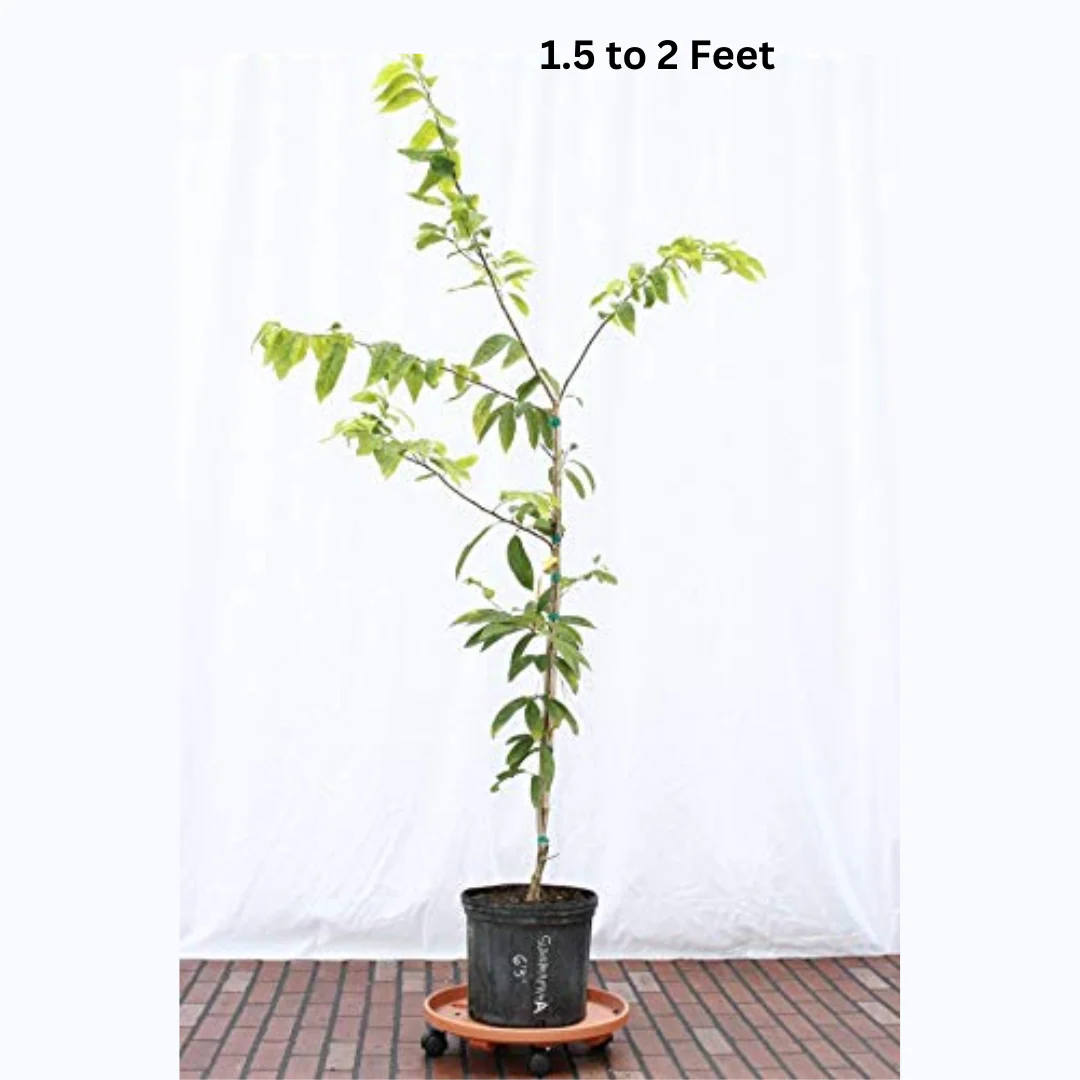 Rare Sugar Applec apple Live Grafted plant - Image 5