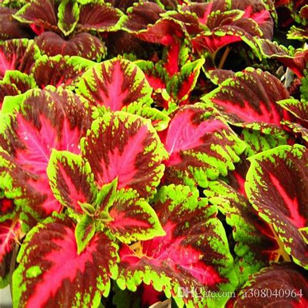 Red Coleus Live plant - Image 2