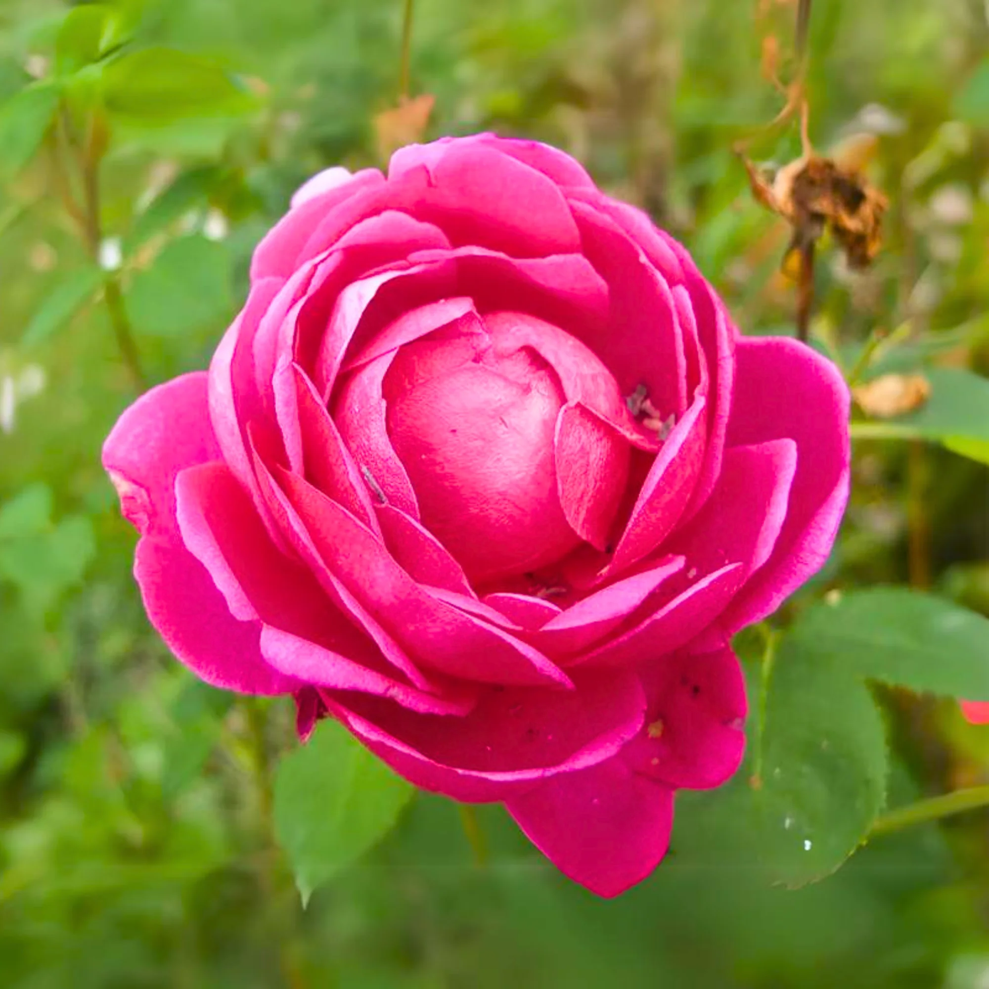 Red Fragrant Desi Rose Plant big size plant (1 healthy big plant with big poly bag ) - Image 3