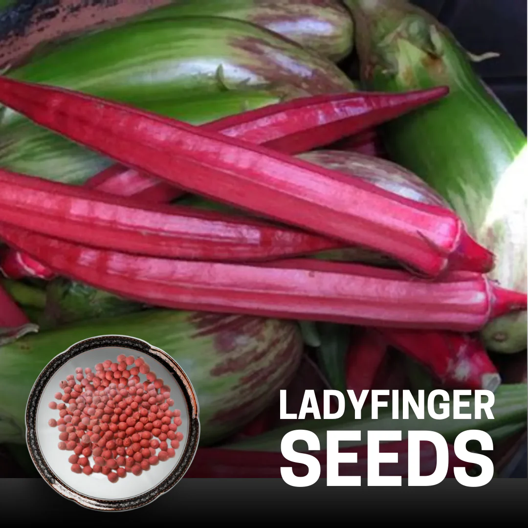 Red Ladyfinger F1 Hybrid Seeds Pack