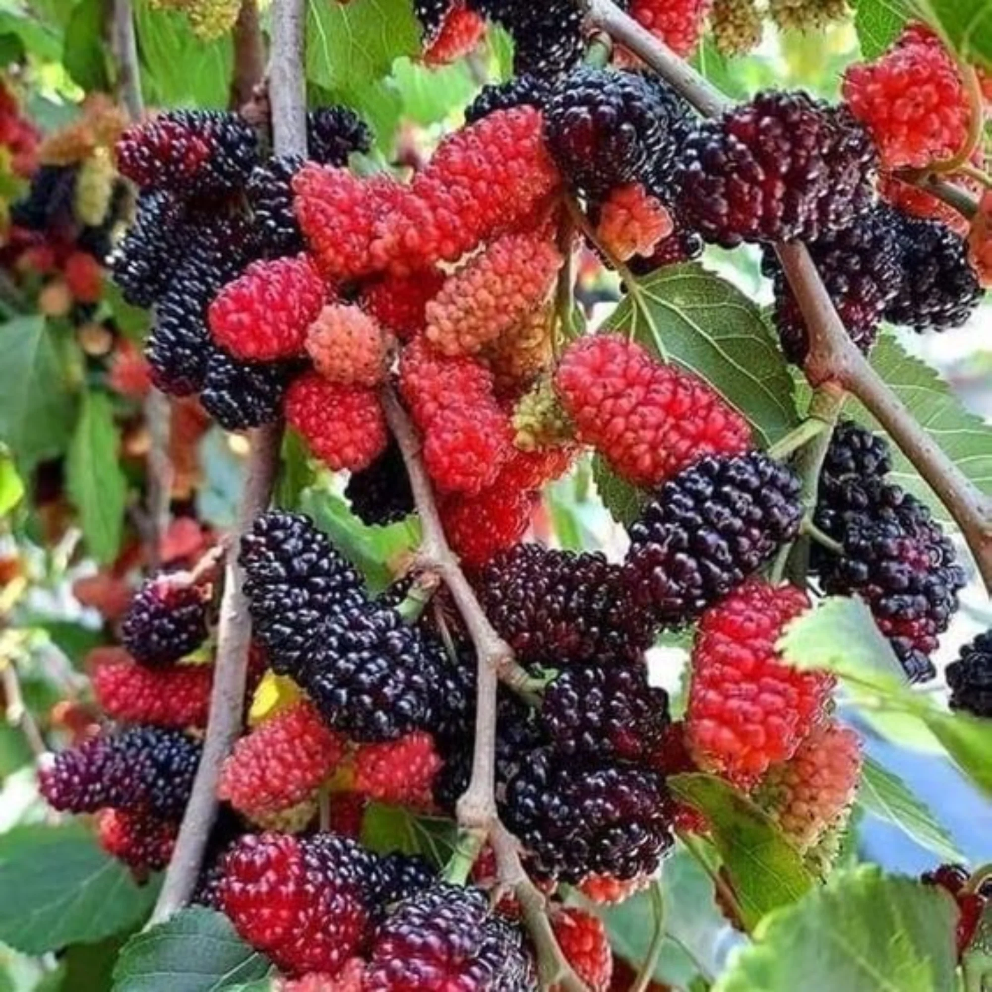 Red Mulberry Live Plant Suitable For Bonsai - Image 2