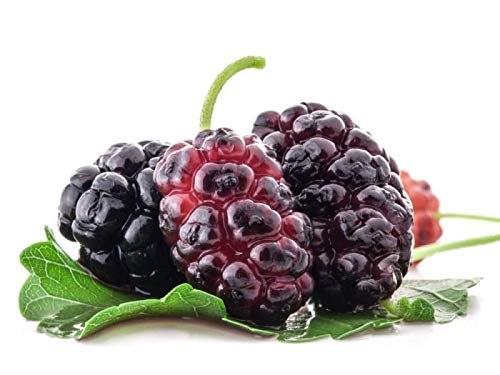 Red Mulberry Live Plant Suitable For Bonsai - Image 3