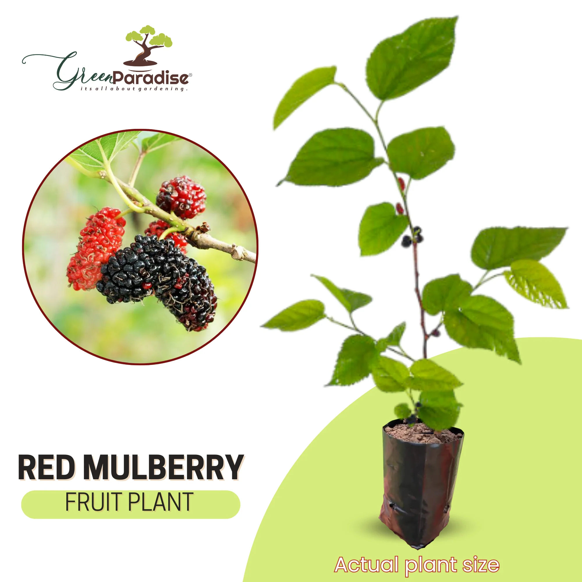 Red Mulberry Live Plant Suitable For Bonsai - Image 4