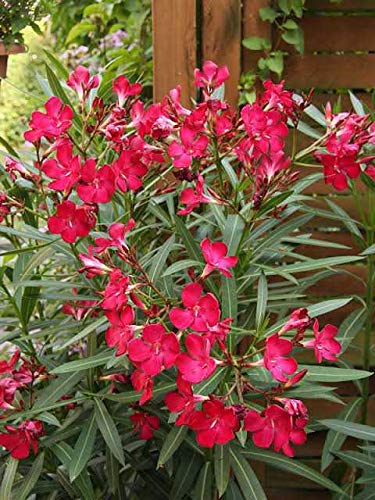 Red Oleander Live Plant- Green Paradise Live - Image 2