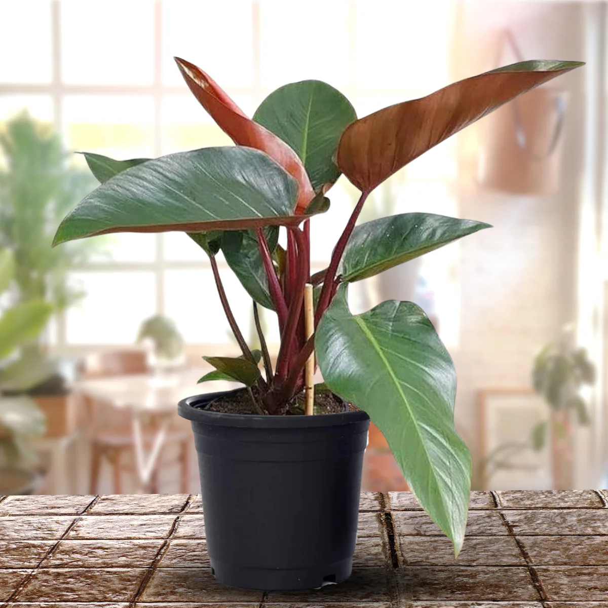 Red Philodendron live Plant Indoor Money Plant for Good luck - Image 2