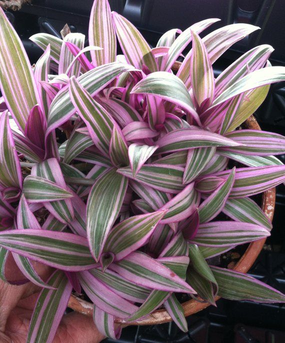 Green Paradise® Rhoeo Varigated Live Plant - Image 3