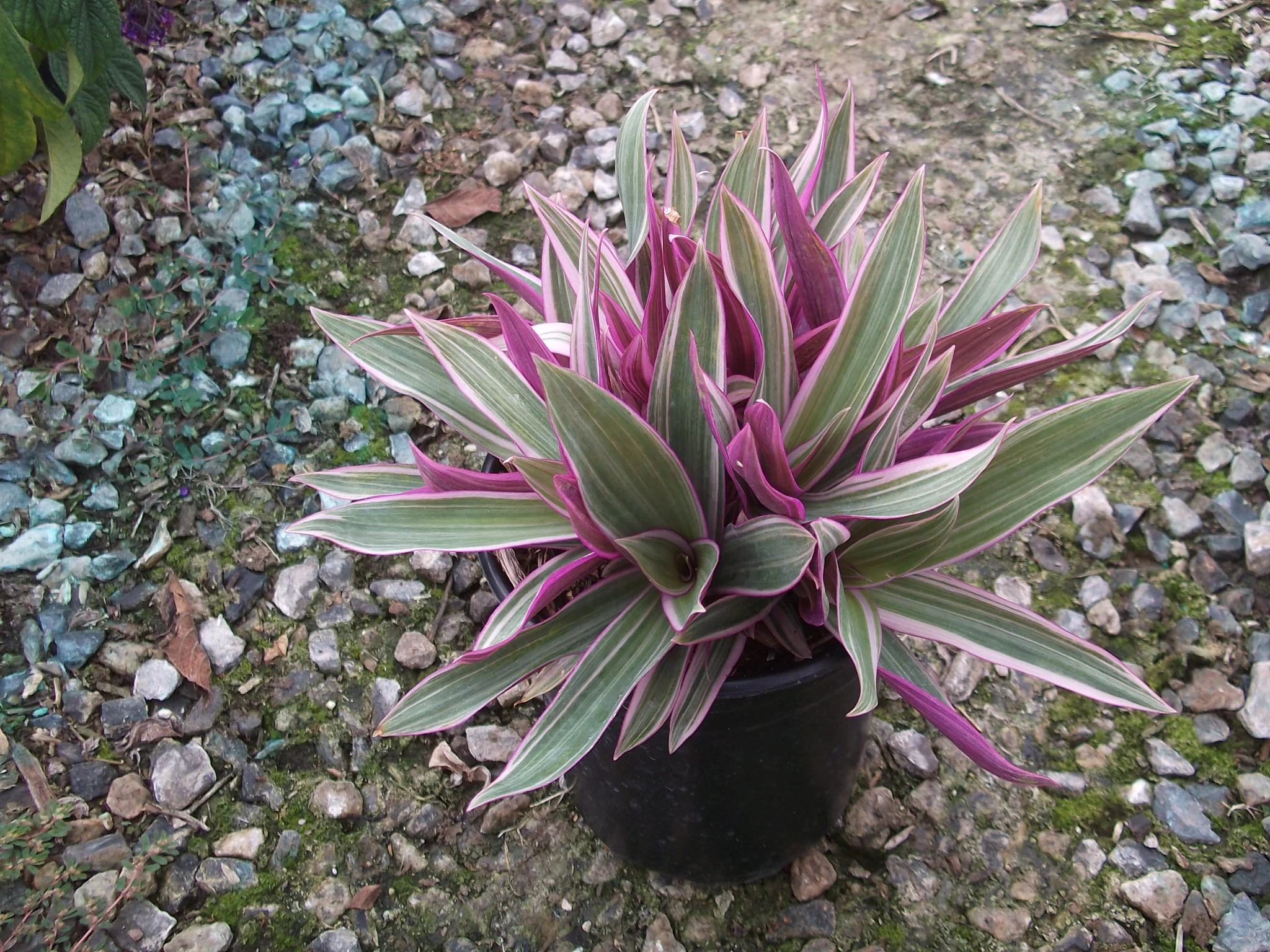 Green Paradise® Rhoeo Varigated Live Plant - Image 4