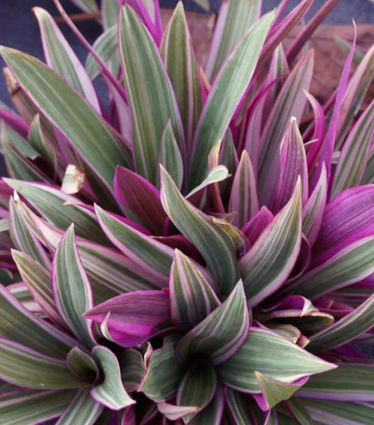 Rhoeo Plant Tricolor Beautiful Live Plant - Buy Online - Image 4