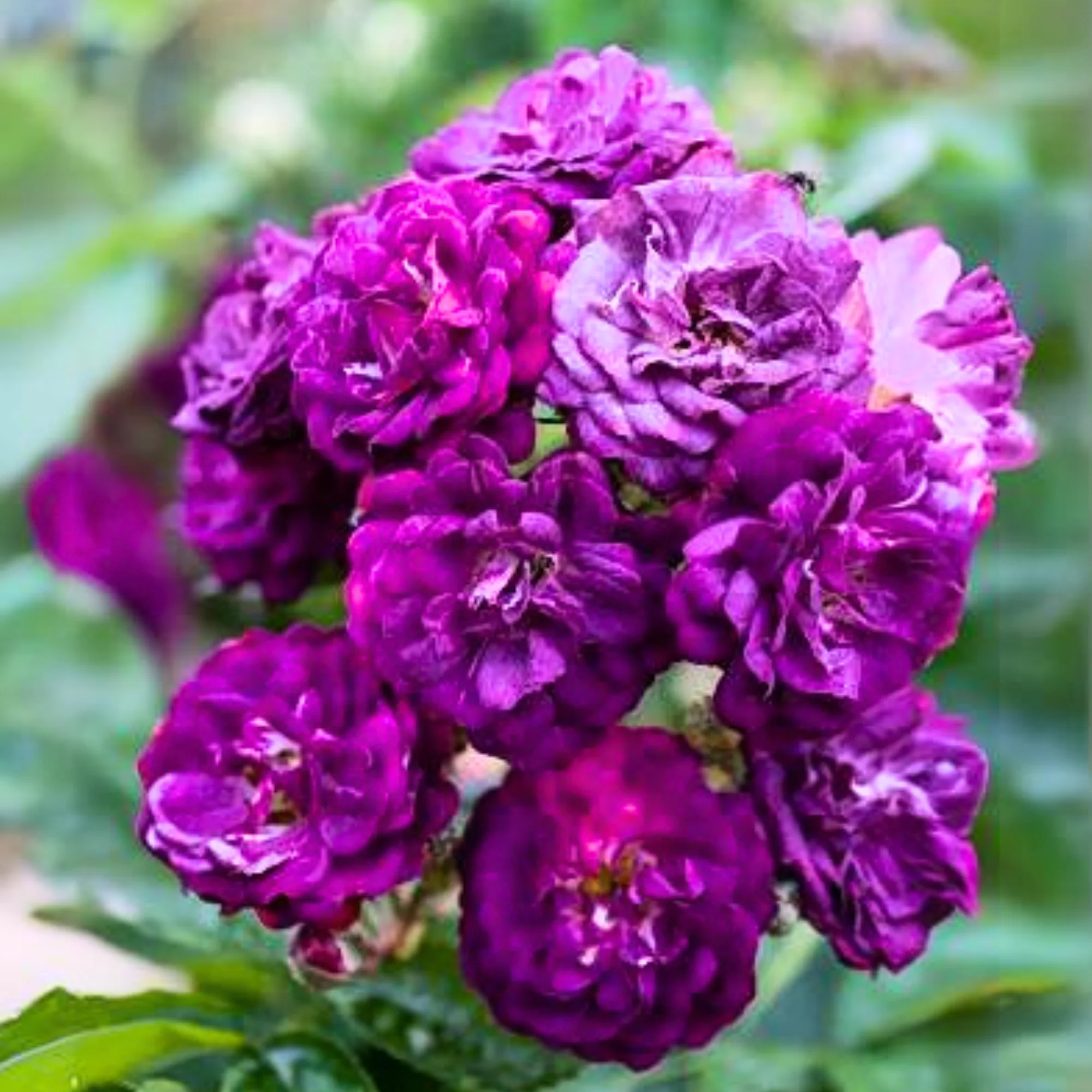 Purple Bunch Rose 'rhapsody in blue' Live Plant - Image 2