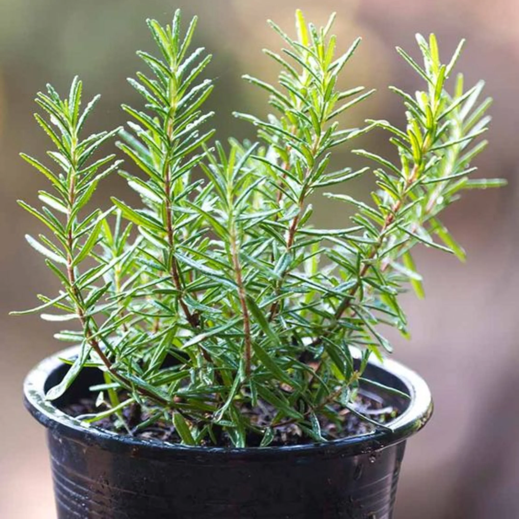 Rosemary Plant - Image 4