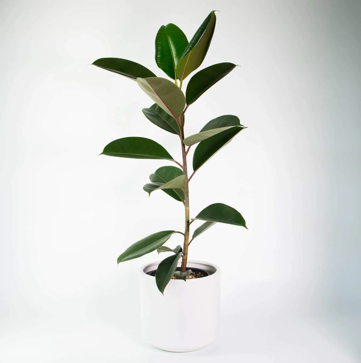 Rubber Plant Live Sapling Plant With Pot