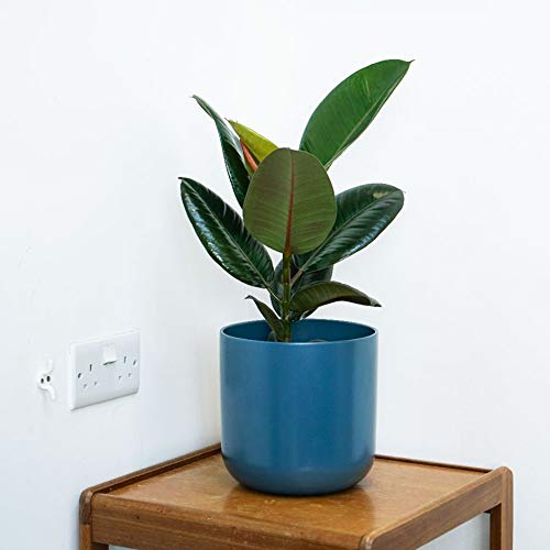 Rubber Plant Live Sapling Plant With Pot - Image 2