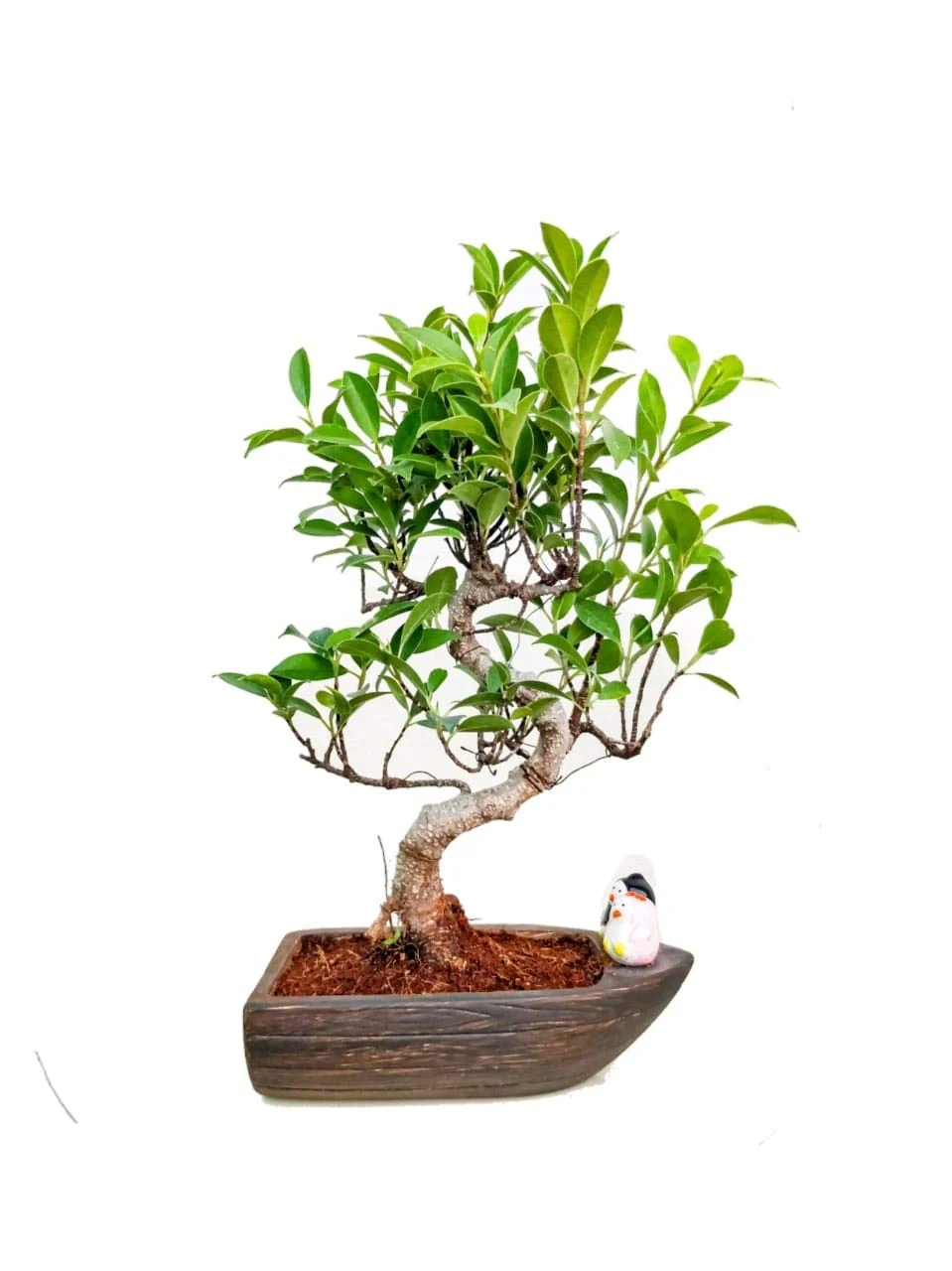 S Shape Live Ficus Bonsai Plant - Image 2
