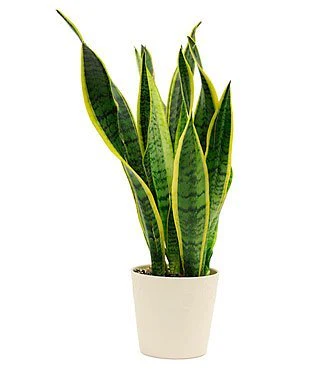 Sanseveria Snake Plant (Pot Included) Air Purifier - Image 3