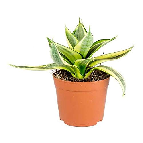 Sansevieria Sunshine Varigated Live Air Purifier Healthy Plant with Pot - Image 3