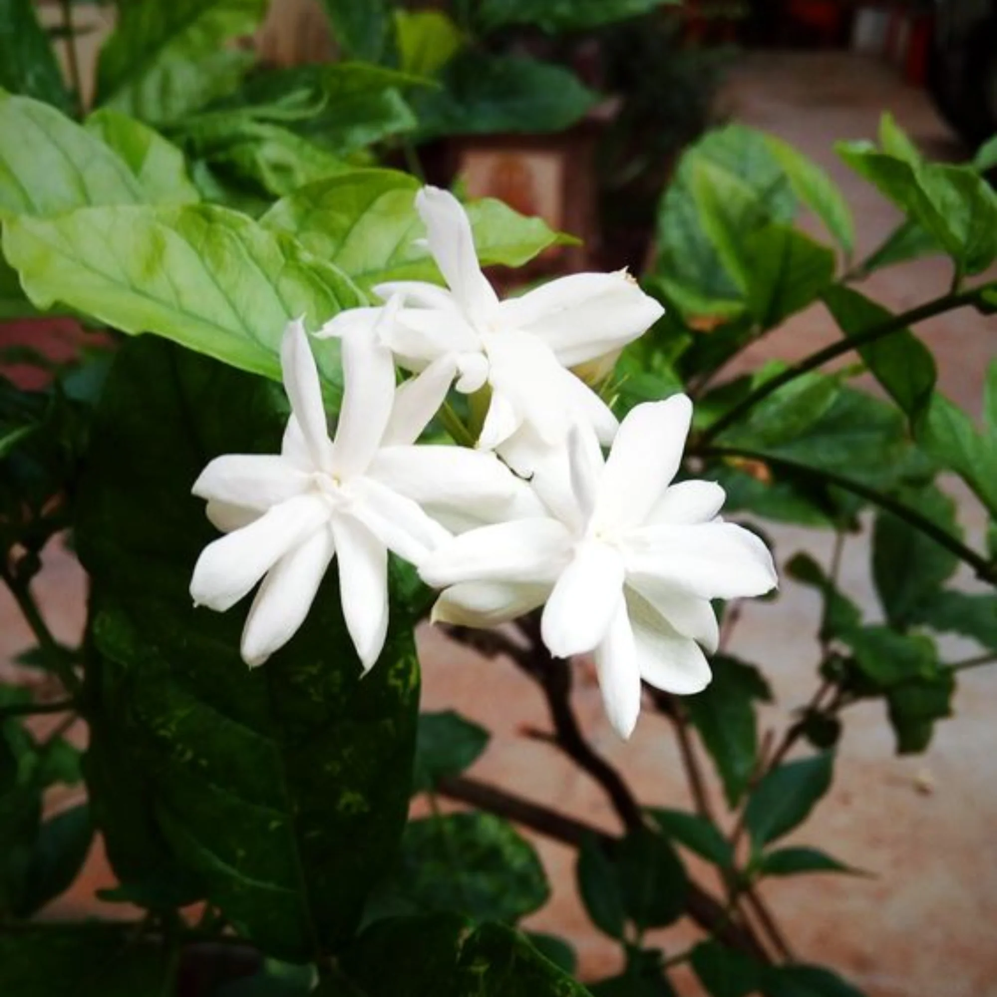 Scented Kunda Plant Paras Live Healthy Plant - Image 2