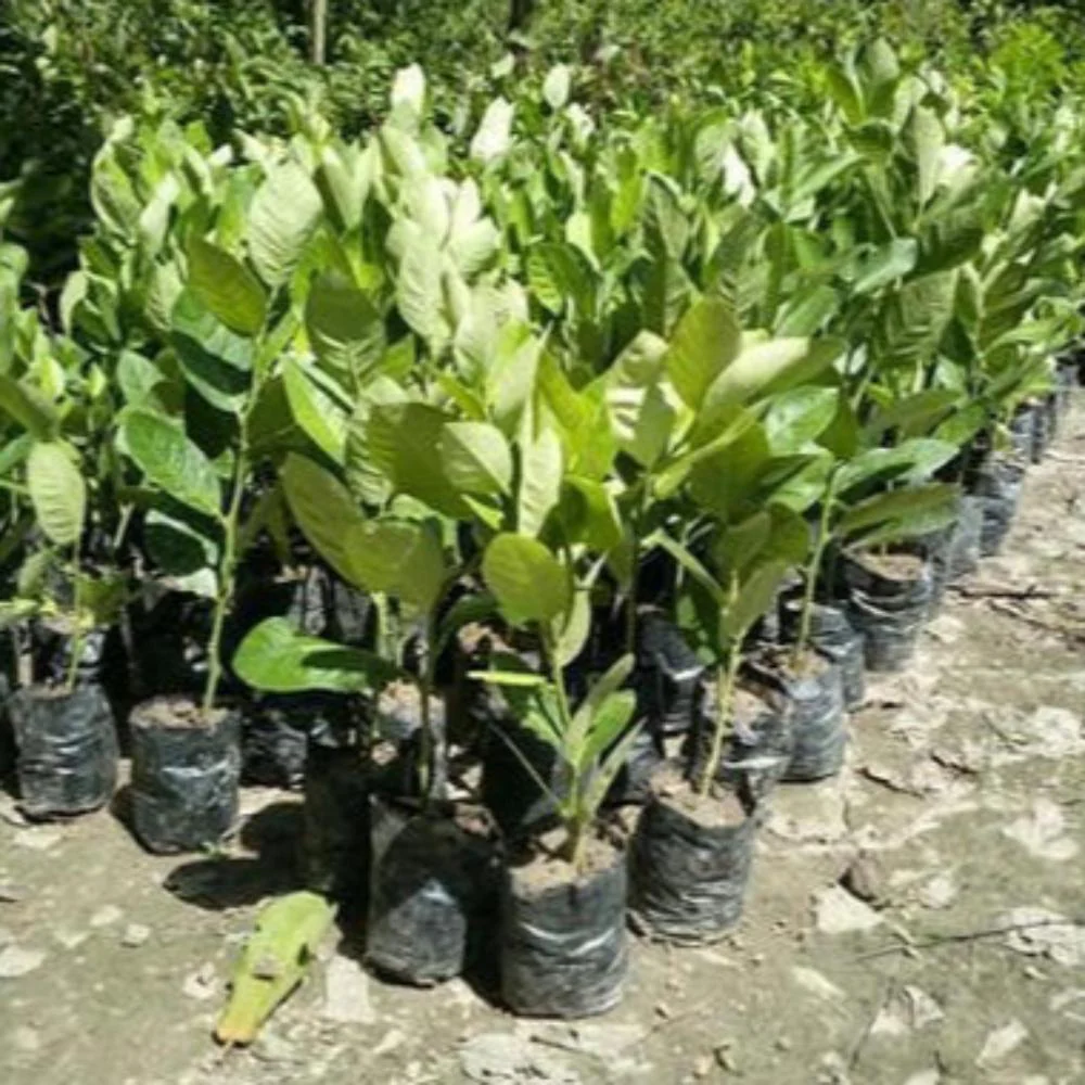 Seedless Lemon Plant Live Healthy Airlayered Seedless Lemon Plant For Kitchen Gardening Lemon Plant in poly bag - Image 3