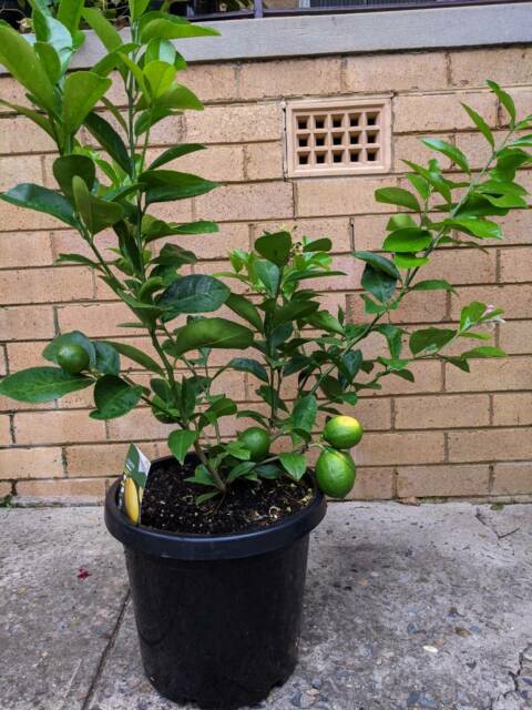 Seedless Lemon Plant Live Healthy Airlayered Seedless Lemon Plant For Kitchen Gardening Lemon Plant in poly bag - Image 4