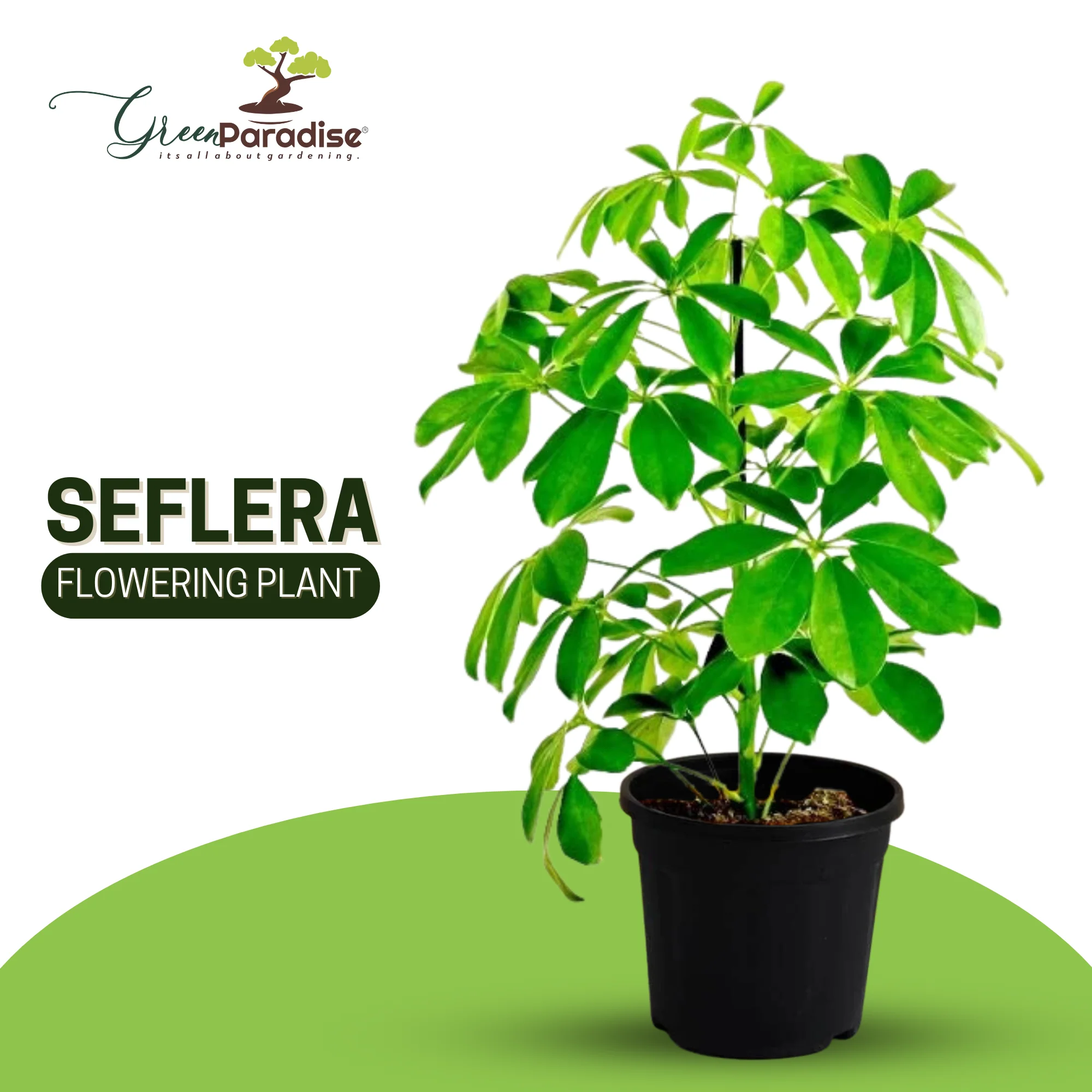 Seflera Live Plant - Image 2