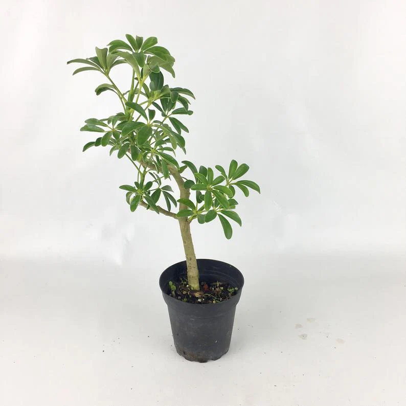Seflera Live Plant - Image 3