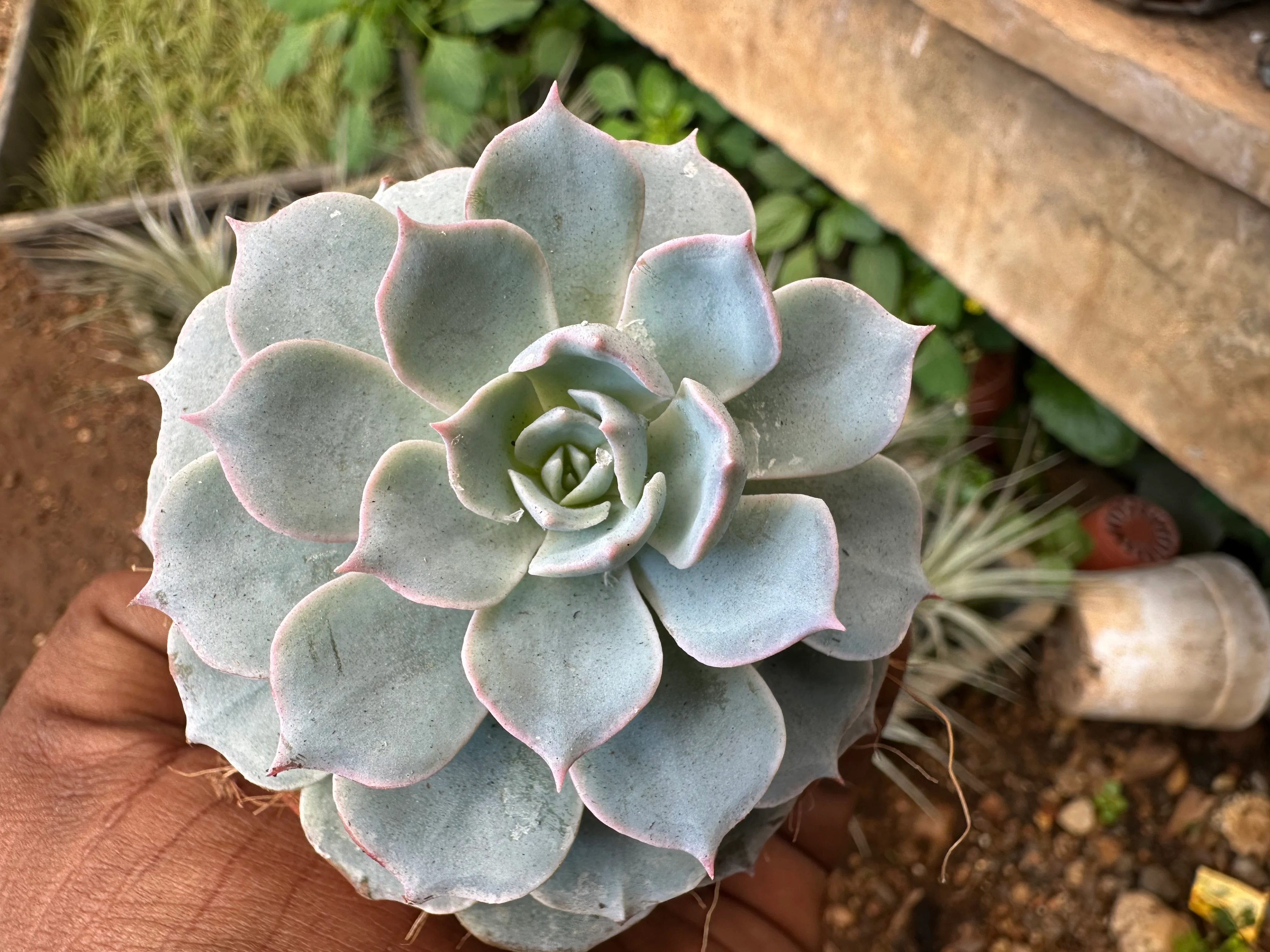 Sempervivum calcareum Fire Dragon Laxmi Kamal Plant Live Succulent Plant With Pot - Image 2