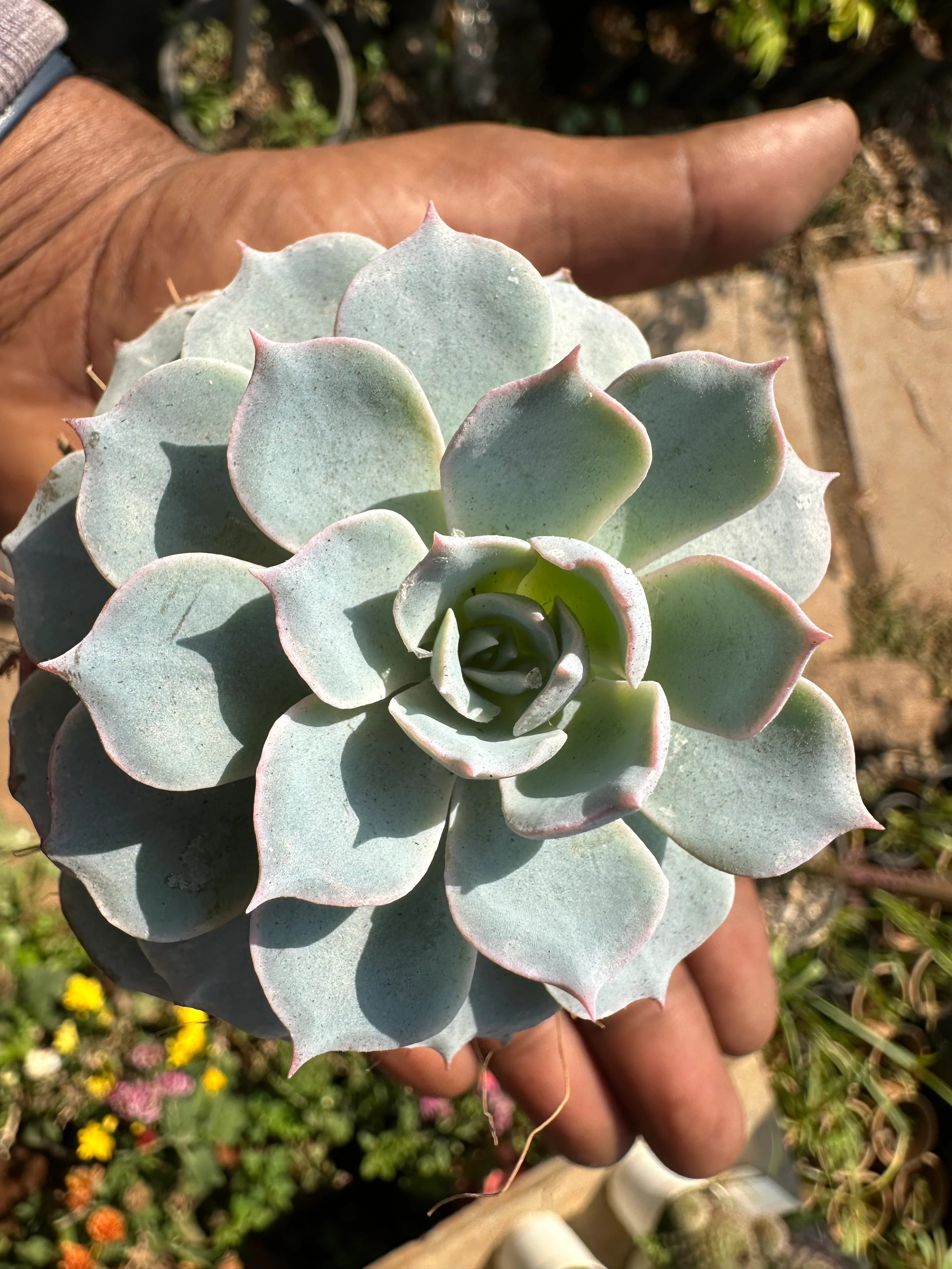 Sempervivum calcareum Fire Dragon Laxmi Kamal Plant Live Succulent Plant With Pot - Image 3
