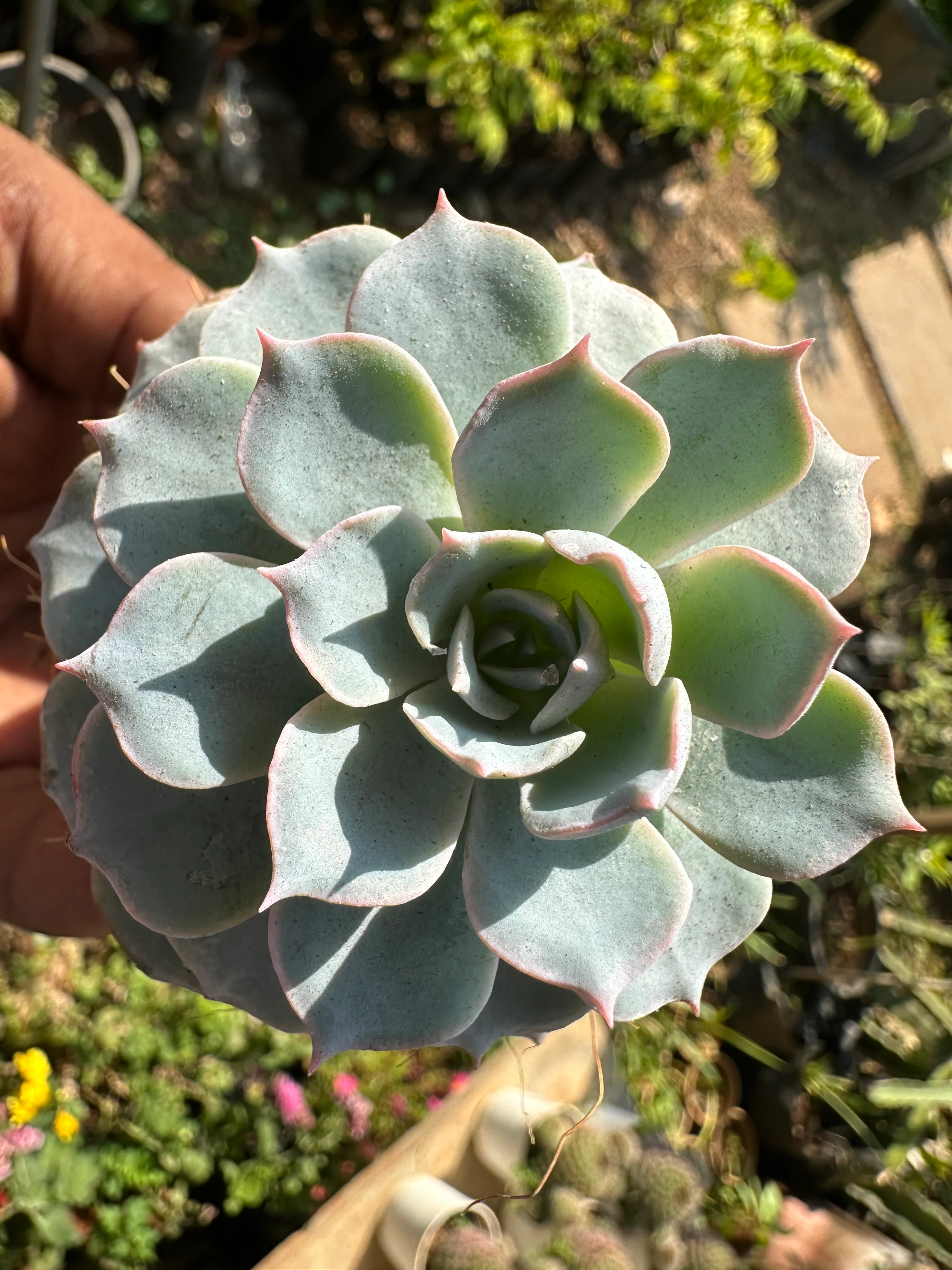 Sempervivum calcareum Fire Dragon Laxmi Kamal Plant Live Succulent Plant With Pot - Image 4