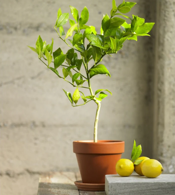 Sharbati Lemon Plant air layered plant fast fruiting lemon plant live plant - Image 3
