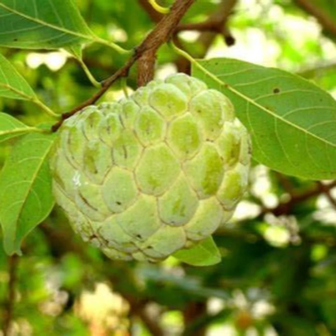 Sitaphal Custard Apple Live Plant suitable for bonsai and containers - Image 2