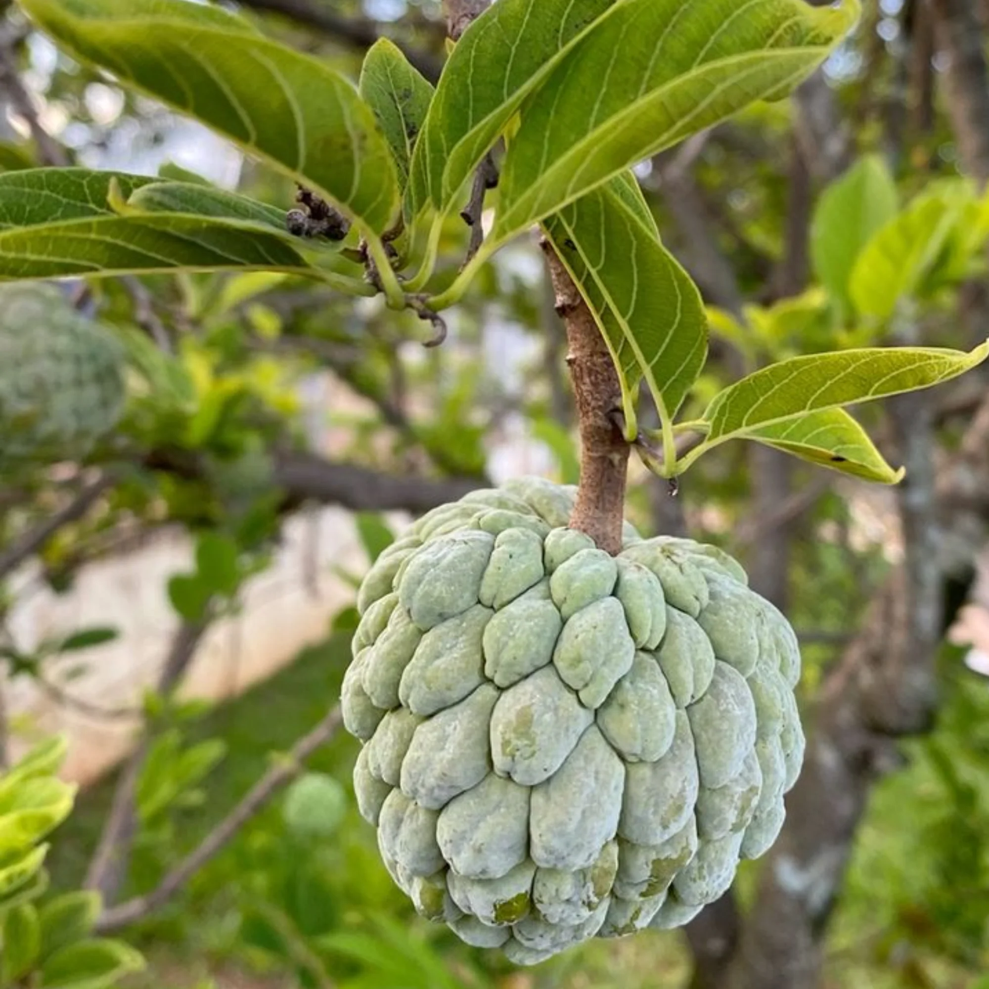 Sitaphal Custard Apple Live Plant suitable for bonsai and containers - Image 3