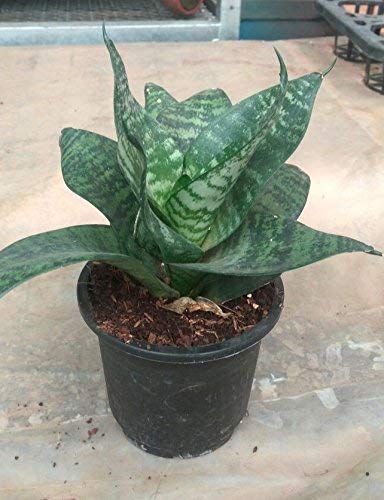 Snake Plant Sanseveria (Pot Included) Air Purifier Live Plant - Image 3