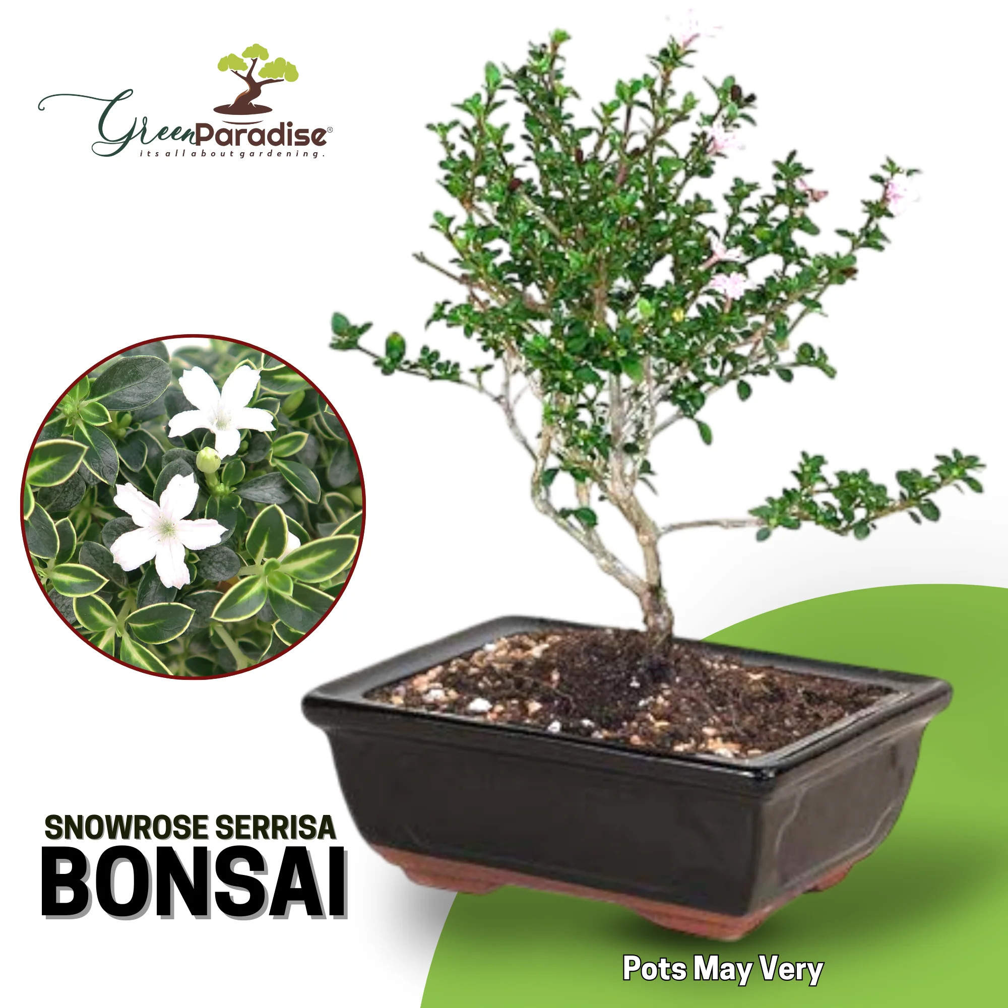Snow Rose Serissa Bonsai with ceramic bonsai pot - Image 4