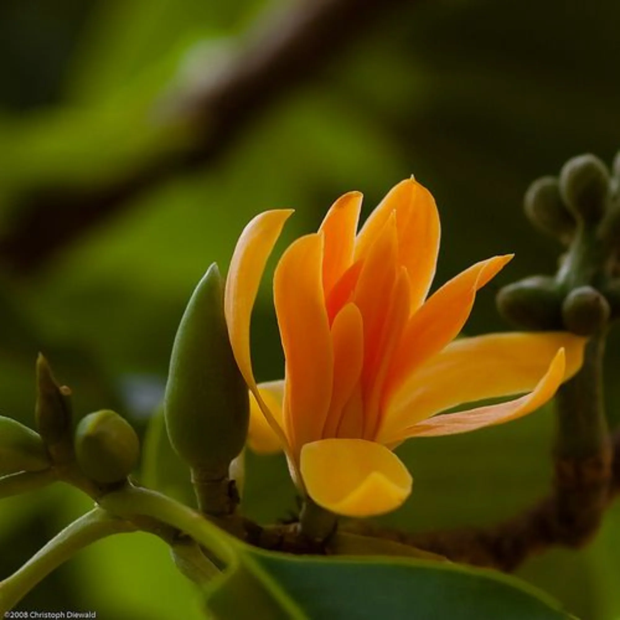 Son Champa, Golden Plumeria Live Plant - Image 2