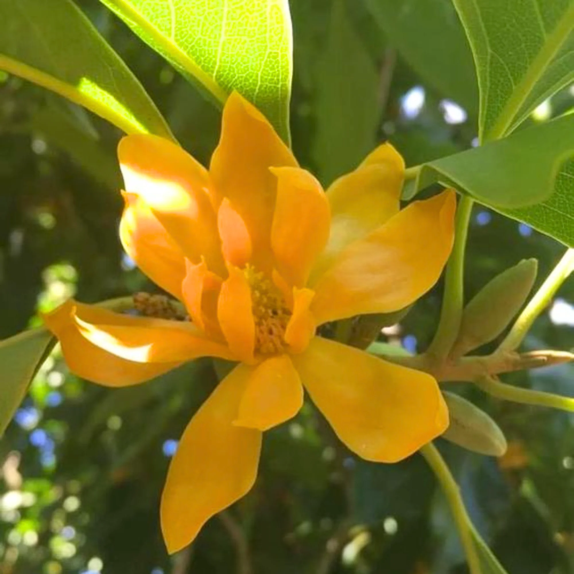 Son Champa, Golden Plumeria Live Plant - Image 3