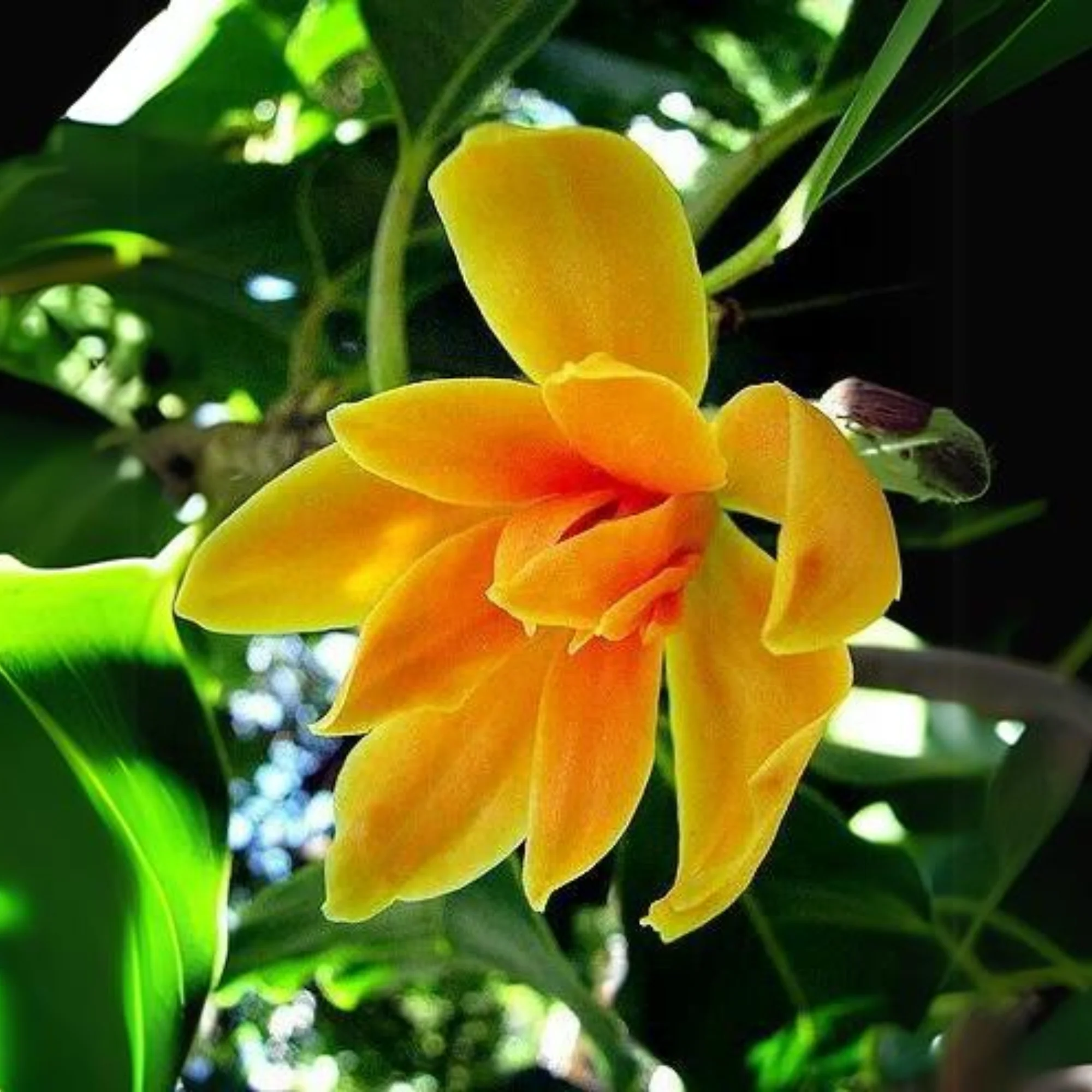Son Champa, Golden Plumeria Live Plant - Image 4