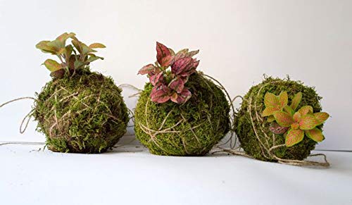Sphagnum Moss 900 grms for Orchid Plant Soil,air layering and mulching 900 grms (greenish multicolor)) - Image 3