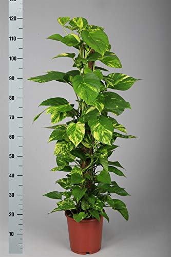Sphagnum Moss for Orchid Plant Soil,air layering and mulching 250g (Green and Brown) - Image 4