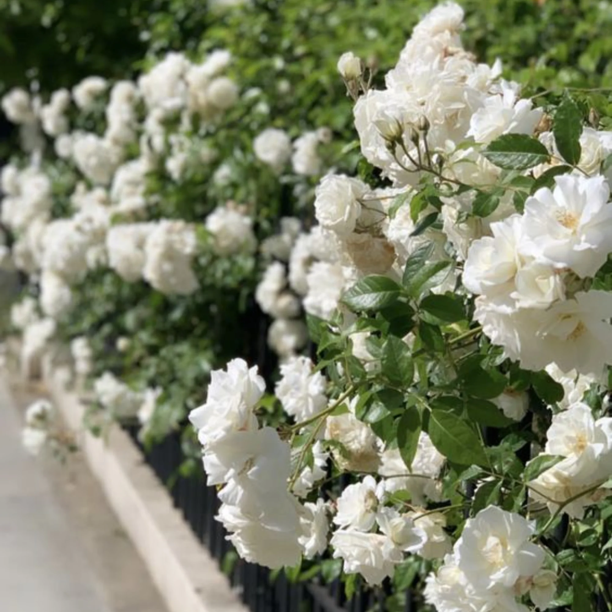 Summersnow Rose Bunch Roses Throneless Roses Plant - Image 3