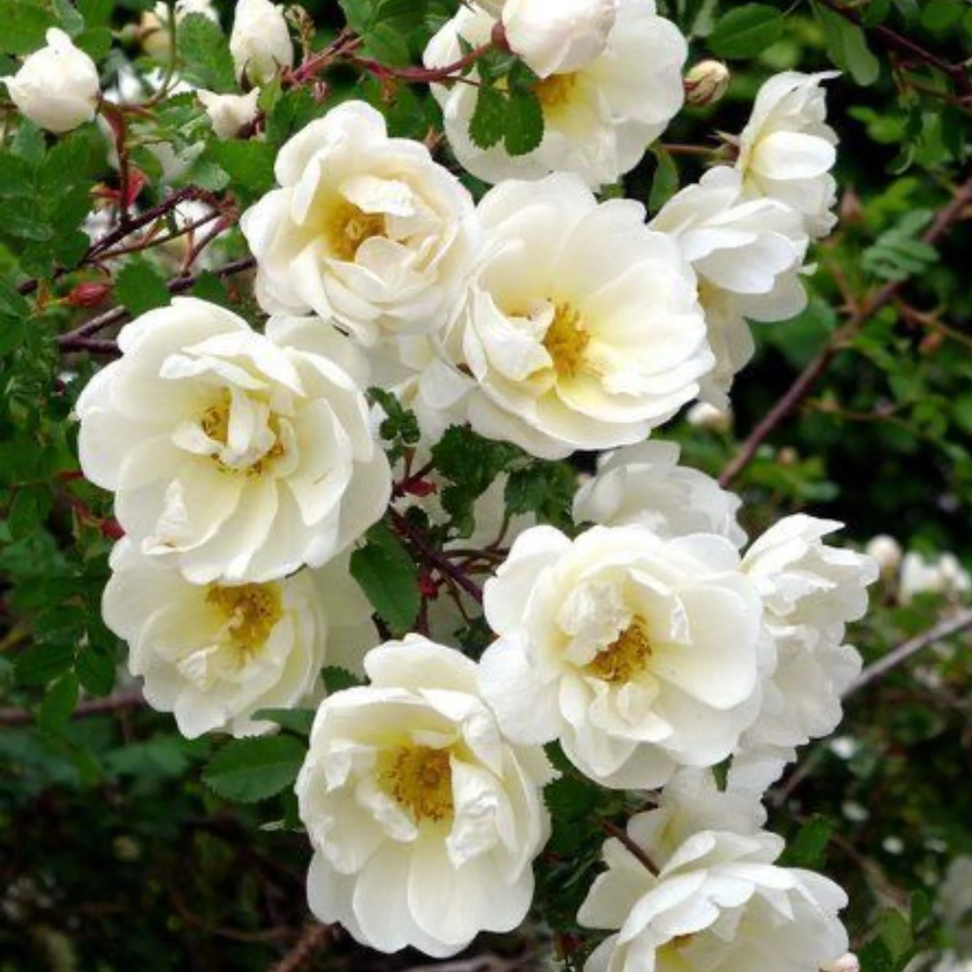 Summersnow Rose Bunch Roses Throneless Roses Plant - Image 4