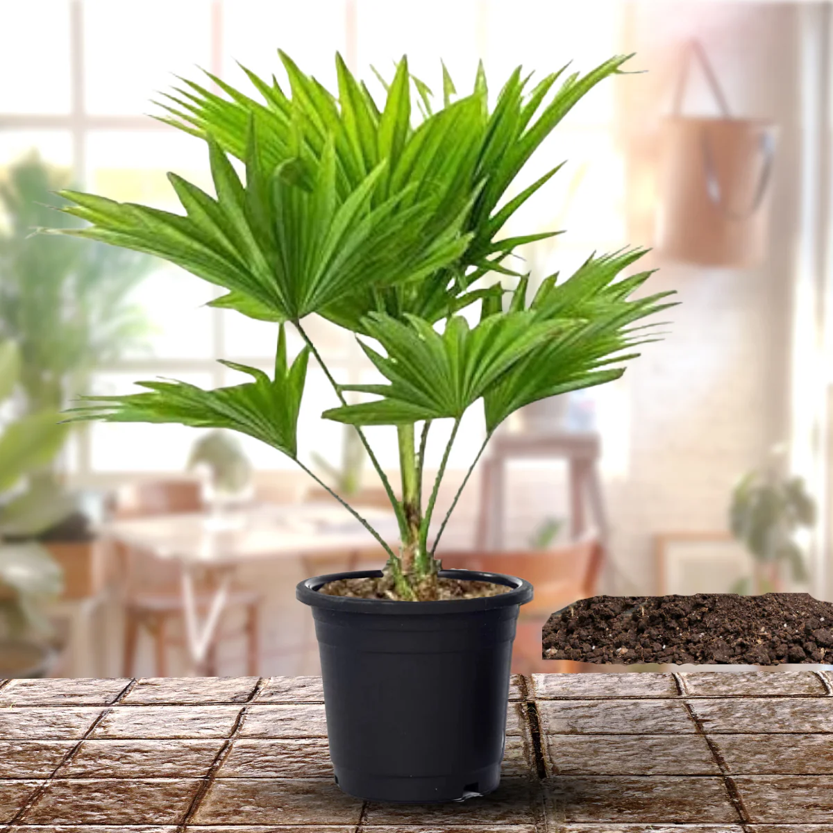 Table Palm Live Plant Chinese Palm Live Plant - Image 2